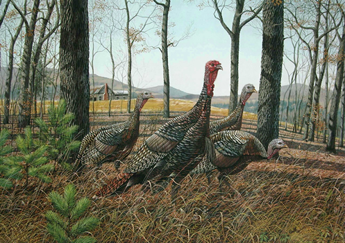 Wild_Turkey_(Cabin)
